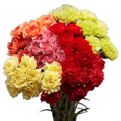 Send Carnations Flowers